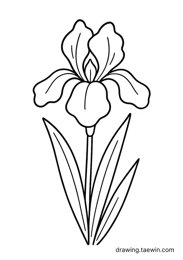 iris 색칠공부 도안 다운로드