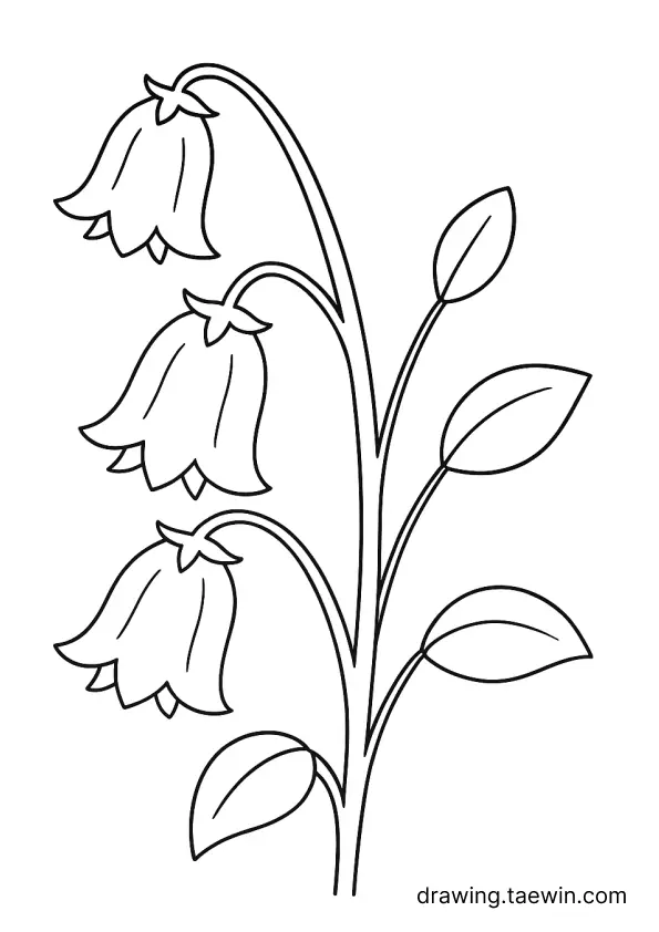 Spotted bellflower 색칠공부 도안 다운로드