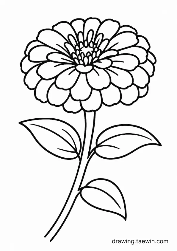 Zinnia 색칠공부 도안 다운로드